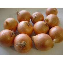 Fresh Red Onion Good Price Free Sample